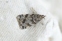 Scoparia