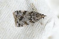 Scoparia