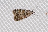 Scoparia