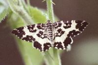 Rheumaptera hastata