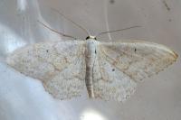 Idaea litigiosaria