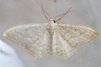 Idaea litigiosaria