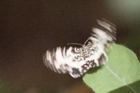 Rheumaptera hastata