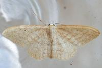 Idaea belemiata helianthemata