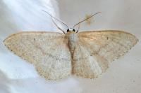Idaea belemiata helianthemata