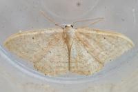 Idaea belemiata helianthemata