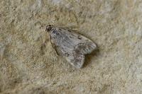 Eudonia