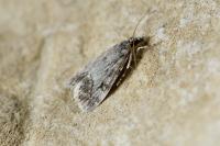 Eudonia