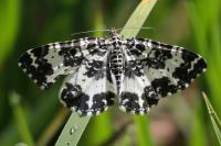 Rheumaptera hastata