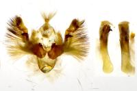 Oligia latruncula