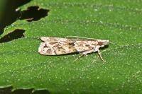 Eudonia mercurella