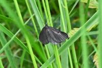 Odezia atrata