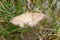 Rhodostrophia calabra