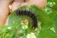 Lymantria dispar
