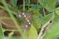 Dysauxes punctata