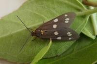 Dysauxes punctata