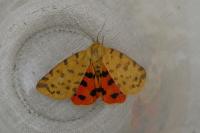 Diacrisia purpurata
