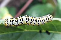 Cucullia scrophulariae