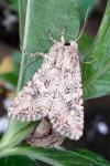 Anarta pugnax