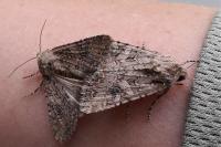 Anarta pugnax
