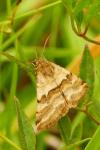 Synthymia fixa