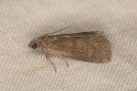 Assara conicolella