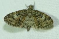 Eupithecia dodoneata