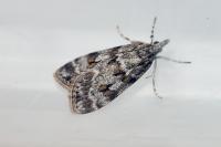 Scoparia