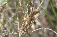 Autographa gamma