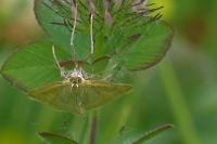 Sitochroa verticalis