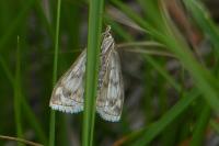 Sitochroa verticalis