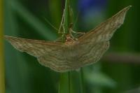 Idaea macilentaria