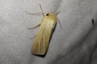 Mythimna pallens
