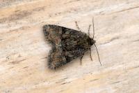 Oligia