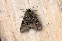 Oligia
