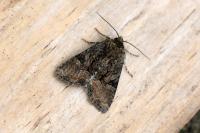 Oligia