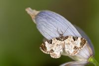 Melanthia alaudaria