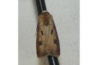 Agrotis exclamationis exclamationis