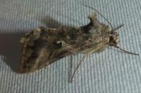 Autographa gamma