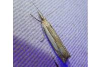 Crambus pascuella