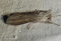 Cucullia umbratica