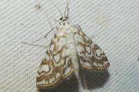 Elophila nymphaeata