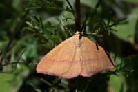 Rhodostrophia calabra