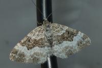 Epirrhoe alternata