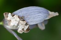 Melanthia alaudaria