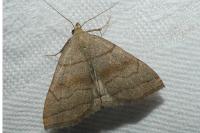 Herminia tarsicrinalis