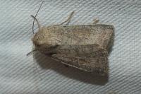 Hoplodrina ambigua