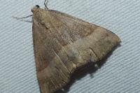 Hypena proboscidalis