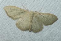 Idaea aversata