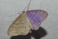 Idaea macilentaria